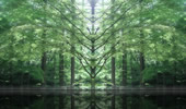 背景・テクスチャ素材001　新緑、マイナスイオンの森