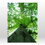 森・樹木の無料壁紙・高画質写真素材003